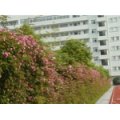 溫州市水心小學二校區