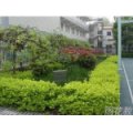 南京市共青團路小學